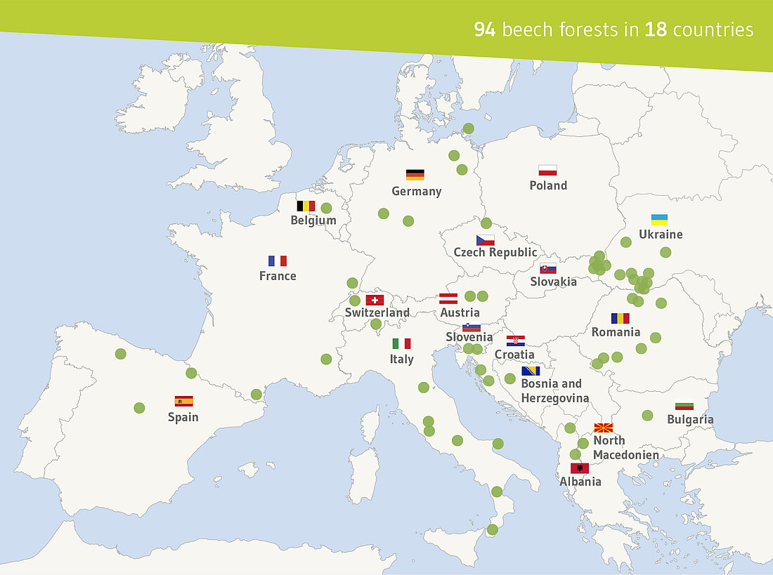map of the beech forest family with flags map: beech forest family with flags