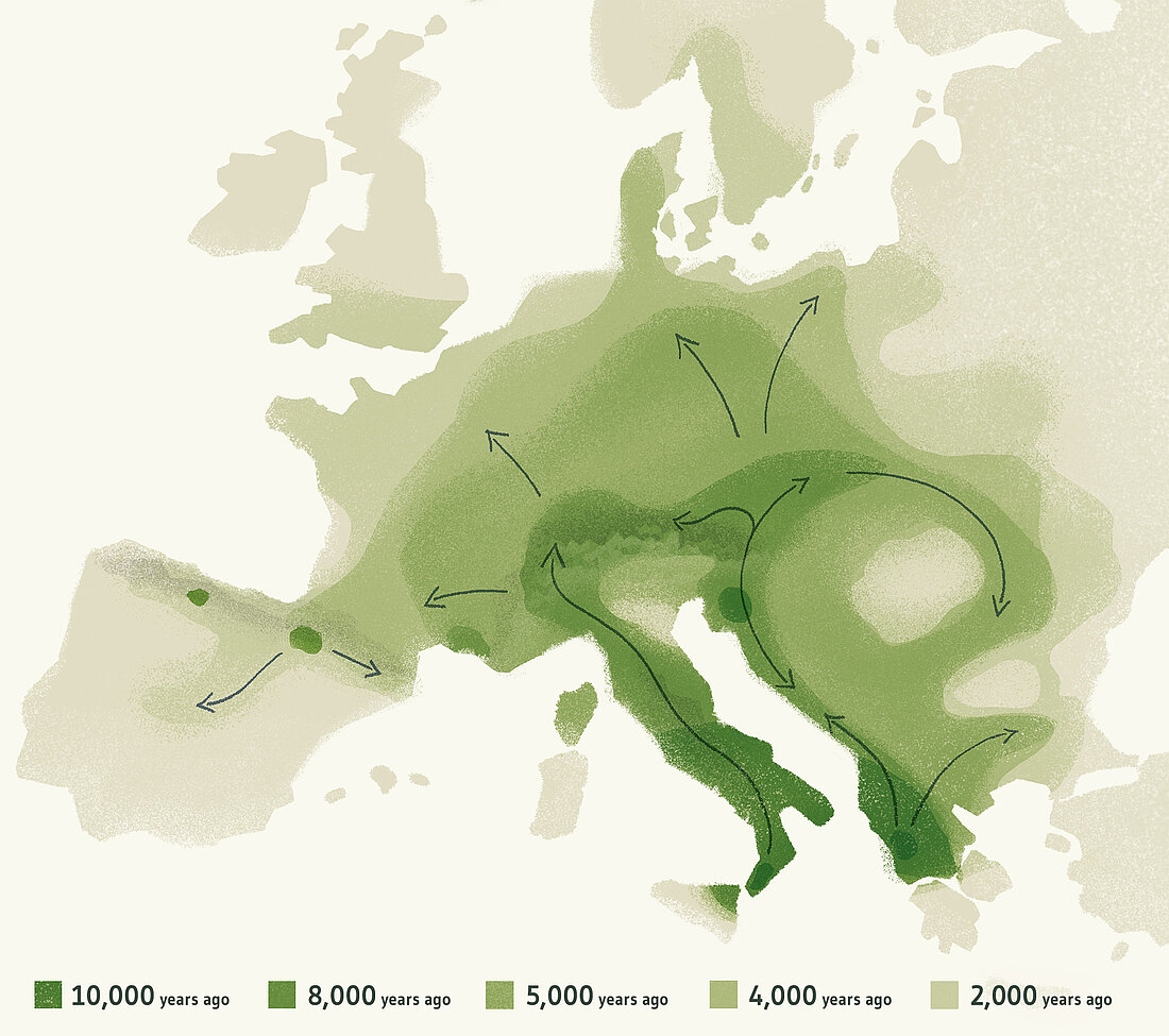 Expanion of the european beech Graphik: Expanion of the european beech