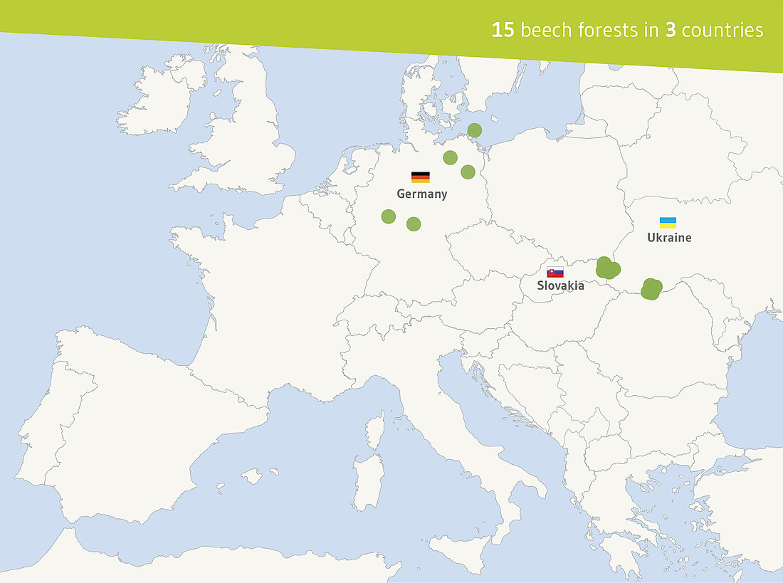 map: beech forest family 2011