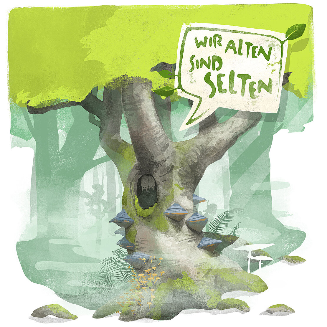 UNESCO-Welterbe Buchenwälder seltene Alte Buchen Grafik: UNESCO-Welterbe Buchenwälder seltene Alte Buchen